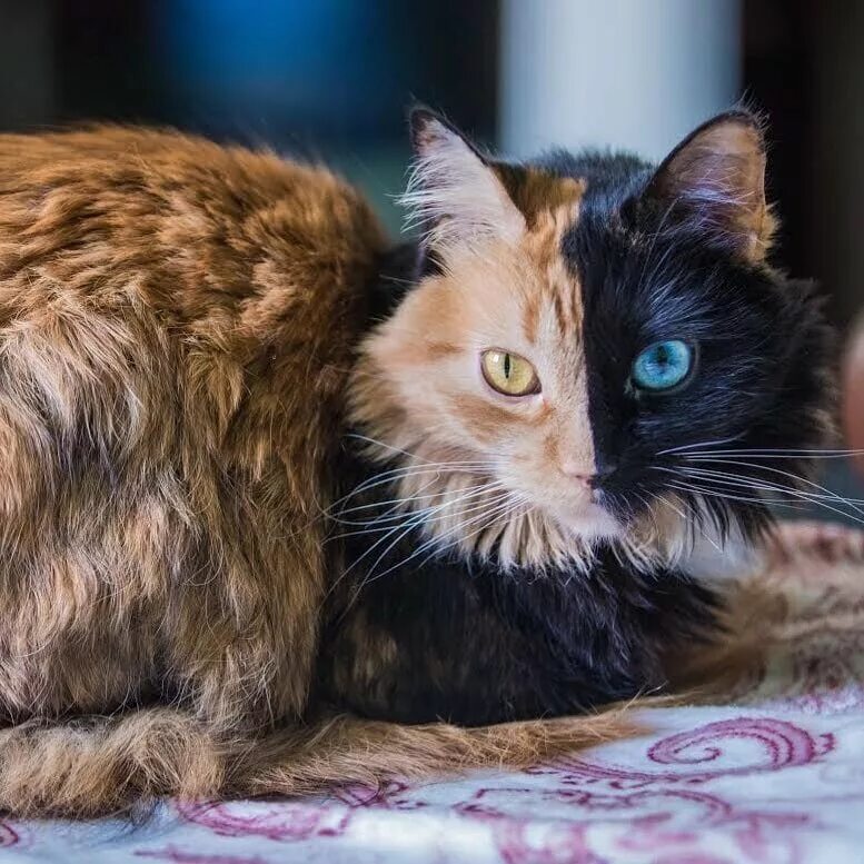 Черный биколор британская короткошерстная. Двуликая кошка венера. Кошки породы венера. Черепаховая кошка химера. Химера венера.