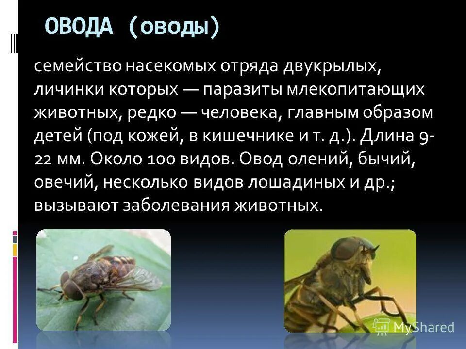 Двукрылые слепни. Слепень и овод. Овод насекомое и слепень разница. Овод усоклей. Овод насекомое личинка.