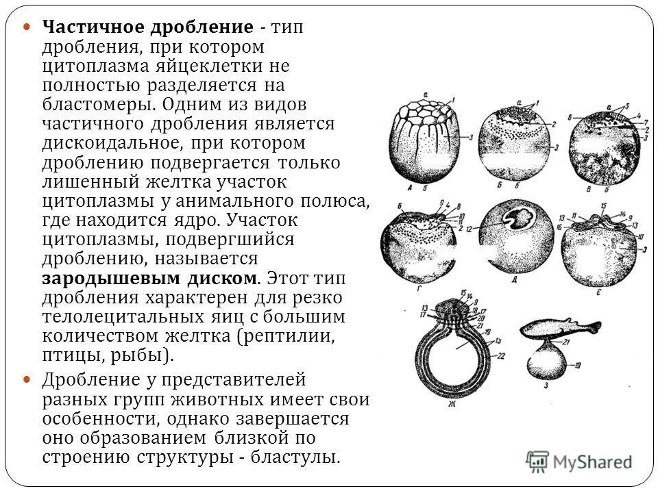 Представители каких классов позвоночных имеют крупные яйцеклетки. Частичное дискоидальное дробление характерно для яйцеклеток. ДИСКОИДАЛЬНЫЙ Тип дробления. Типы дробления и типы бластул. Дискоидальное дробление схема.