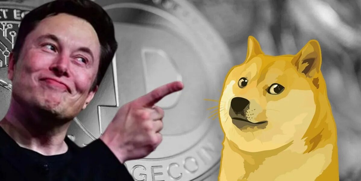 Илон маск свинья. Маск догикоин. Илон Маск Doge. Илон Маск и догкоин. Dogecoin Shiba Маск.