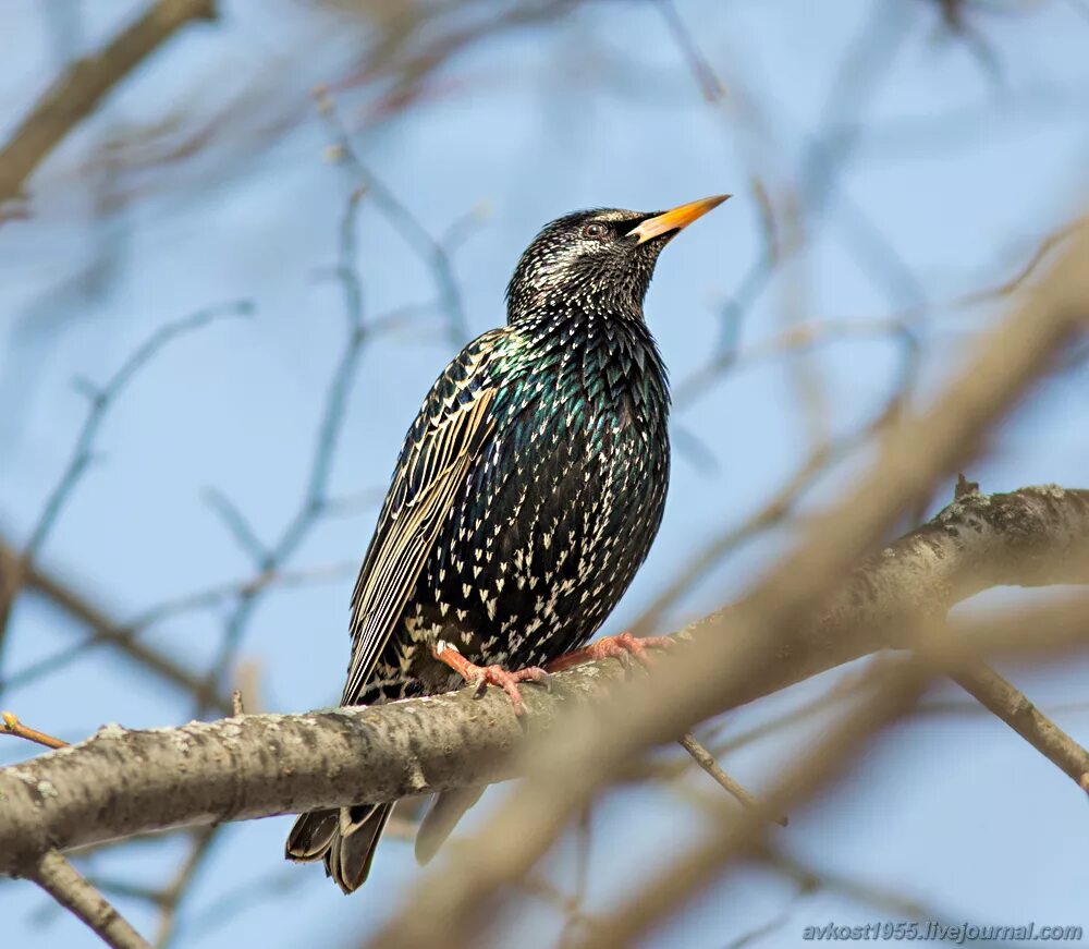 птицы с темным оперением воробьиные. капский скворец. скворец в скворечнике. обыкновенный скворец. обыкновенный скворец шпак.