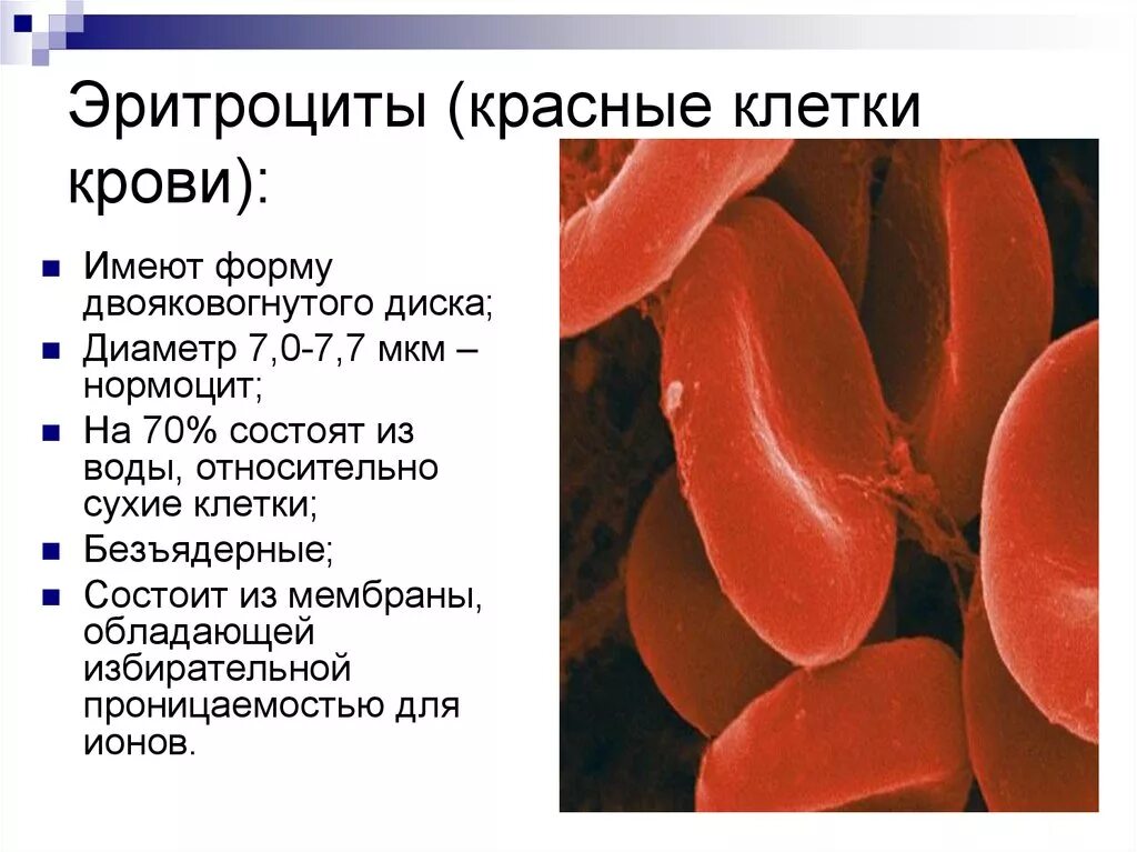 Эритроциты двояковогнутые. Двояковогнутая форма эритроцитов. Форма эритроцитов человека. Эритроциты красные кровяные клетки.