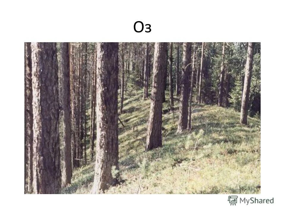 Озы и камы формы рельефа. Озы ледниковые формы рельефа. Озы камы зандры. Камы в карелии. Гляциальный рельеф.