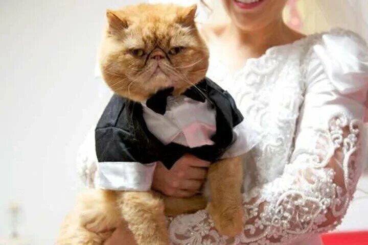 Pfve; PF rjnf. Коты в свадебных нарядах. Замуж за кота. Кошачья свадьба.
