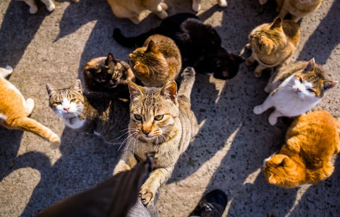 Где много котят. Аосима кошачий остров. Много кошек. Стая кошек. Много котов.