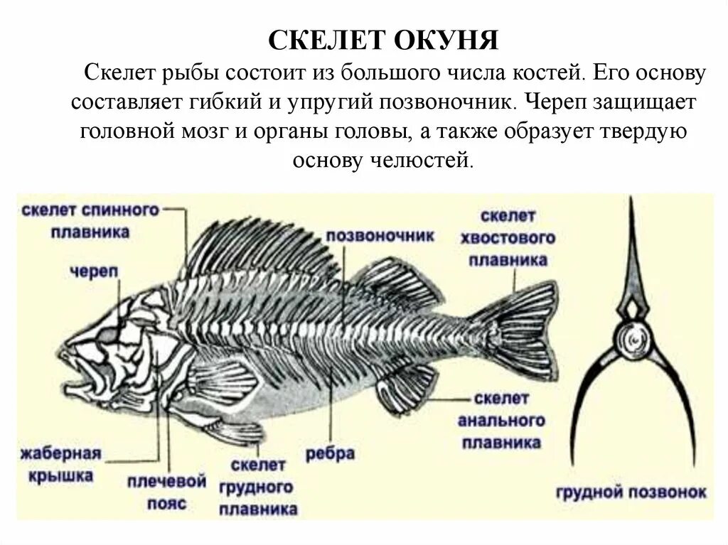 Скелет костистой рыбы Речной окунь биология 7 класс. Строение скелета речного окуня. Скелет костистой рыбы окуня. Строение скелета костистой рыбы.