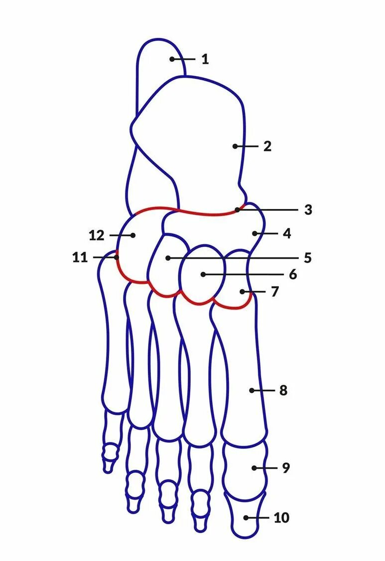 Кости стопы анатомия. Строение стопы кости. Ладьевидная кость стопы анатомия строение и функции. Схема костей стопы.