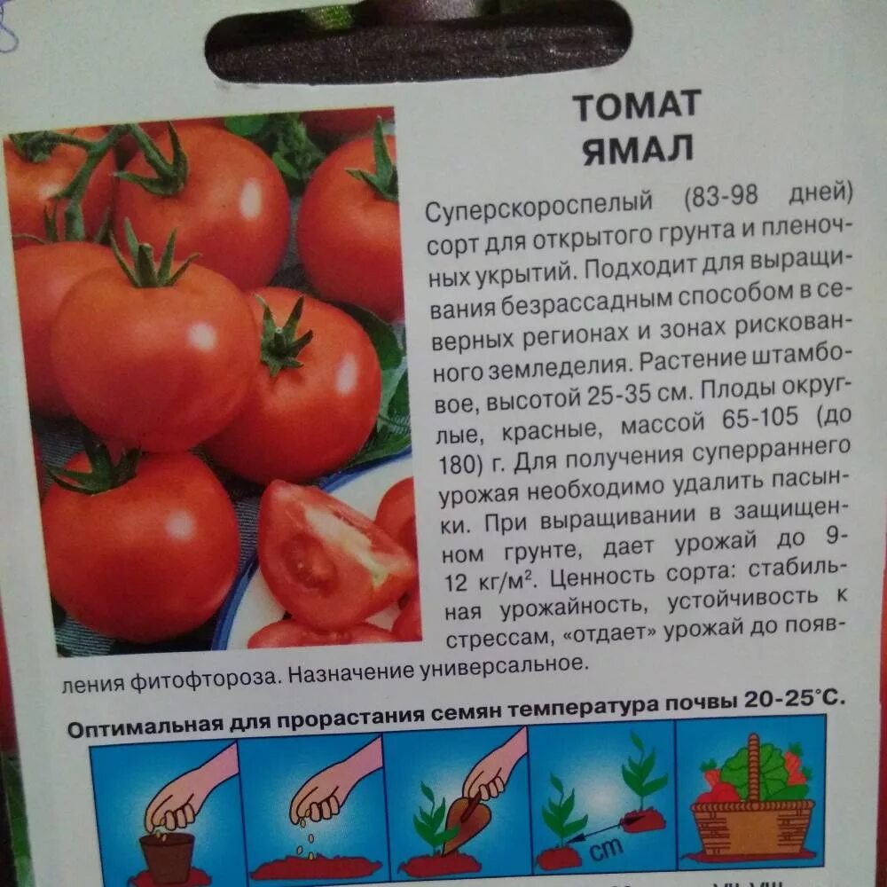 Сорт томата ямал фото и описание