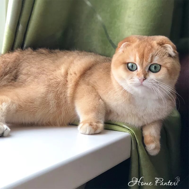 питомник шотландских вислоухих кошек. шотландская вислоухая кошка белая. питомники фолд. питомники фолд. шотландская кошка золотая шиншилла.