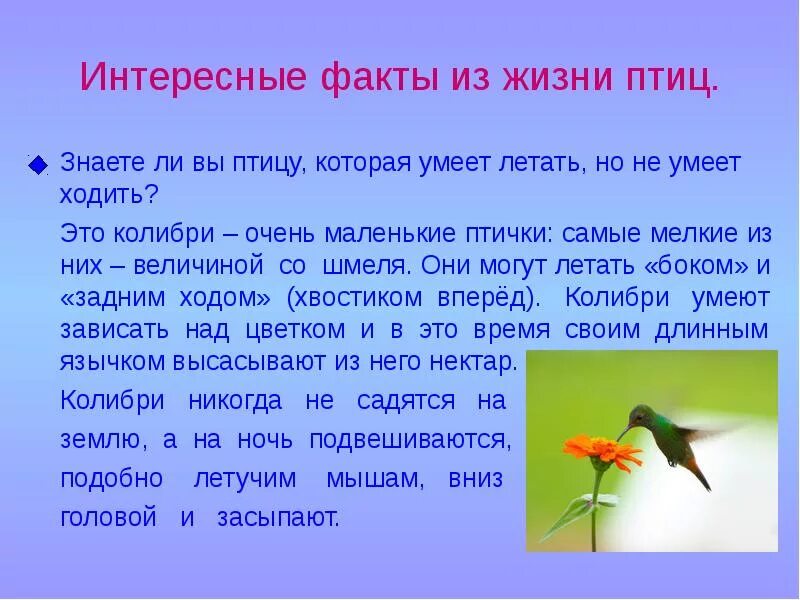 Словосочетание с словом колибри. Интересные факты о птицах. Интересные факты j gntywf[. Необычные факты о птицах. Интересные акты о птиц.