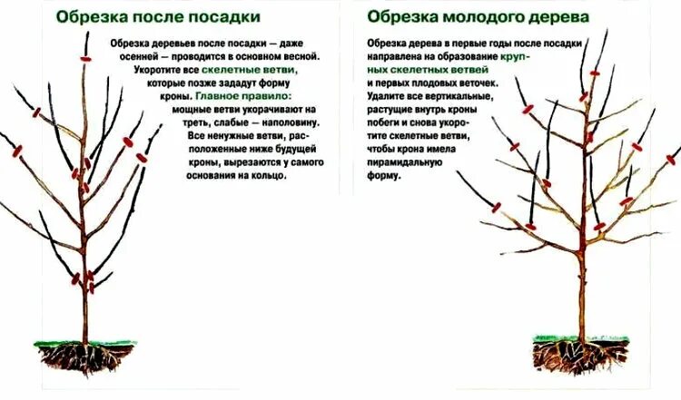 Когда весной можно обрезать плодовые. Схема обрезки плодовых деревьев осенью. Обрезка плодовых деревьев весной. Схема обрезки плодовых деревьев весной. Правильная обрезка деревьев.