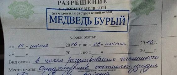 Разрешение на лося. Лицензия на отстрел медведя. Разрешение на отстрел животных. Разрешение на отстрел медведя. Охотничья лицензия на медведя.