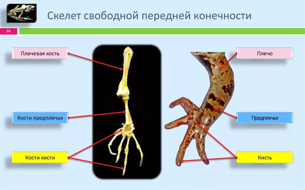 Скелет передних конечностей лягушки