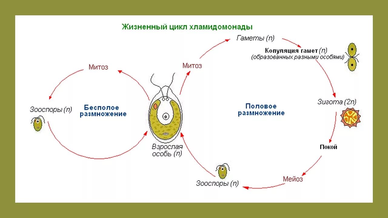 Жизненный цикл хламидомонады схема. Жизненный цикл хламидомонады ЕГЭ. Хламида Монада схема жизненного цикла. Стадии жизненного цикла хламидомонады ЕГЭ.