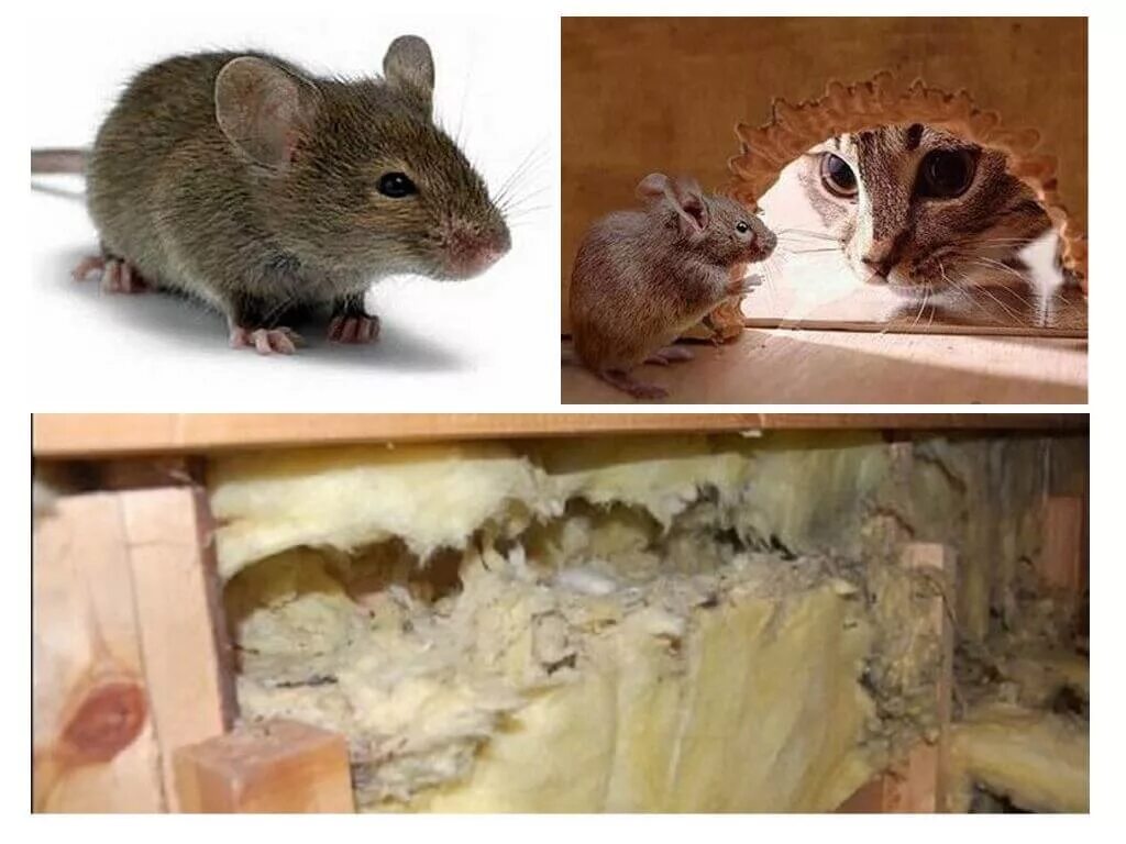 Пенополистирол и Грызуны. Мыши в пеноплексе. Грызуны и утеплитель. Мыши в утеплителе. Мыши обгрызли