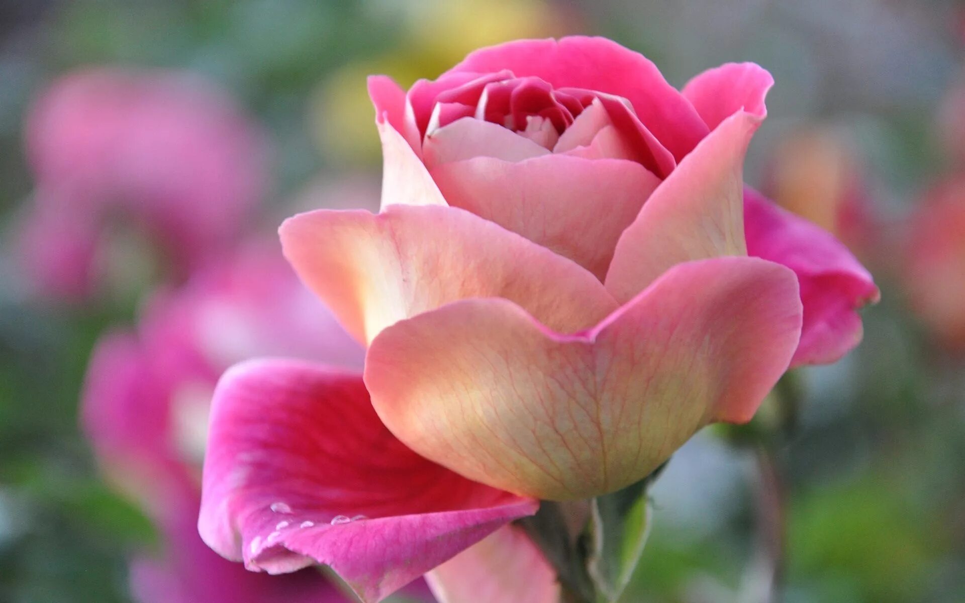 Beautiful rose flowers. Розы Пинк Фловерс.