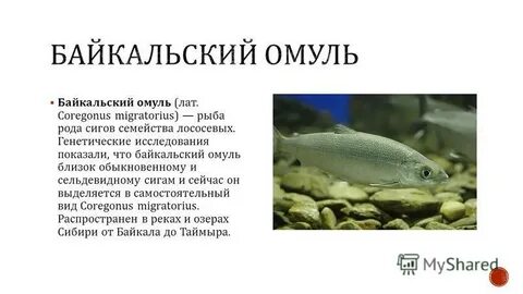 Байкальский омуль среда обитания
