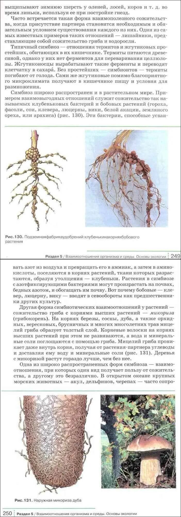 Образует микоризу с корнями деревьев