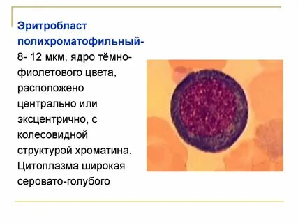 Ядро цитоплазма хроматин