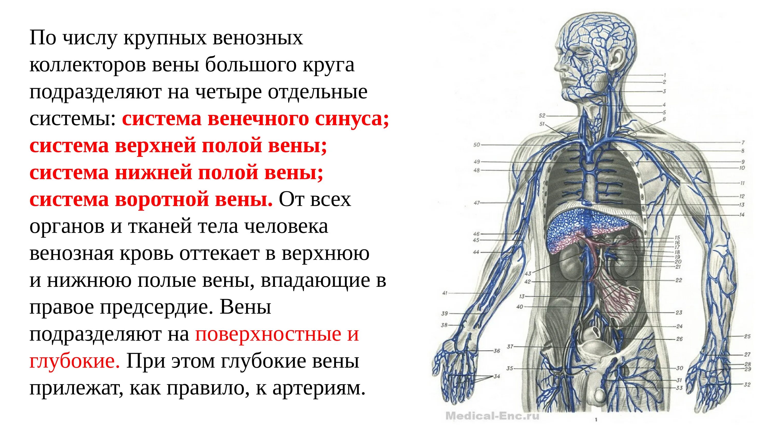 Название самой большой вены у человека. Венозная система большого круга кровообращения. Крупные вены большого круга кровообращения. Вены большого круга кровообращения система. Вены большого круга кровообращения анатомия.