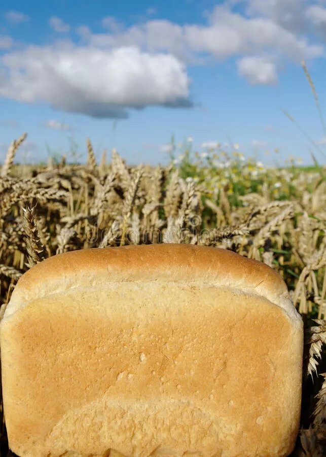 Хлеб земли человек. Хлеб на земле. Кусок хлеба на земле. Картинки земля и хлеб. Земля и хлеб анимашки.