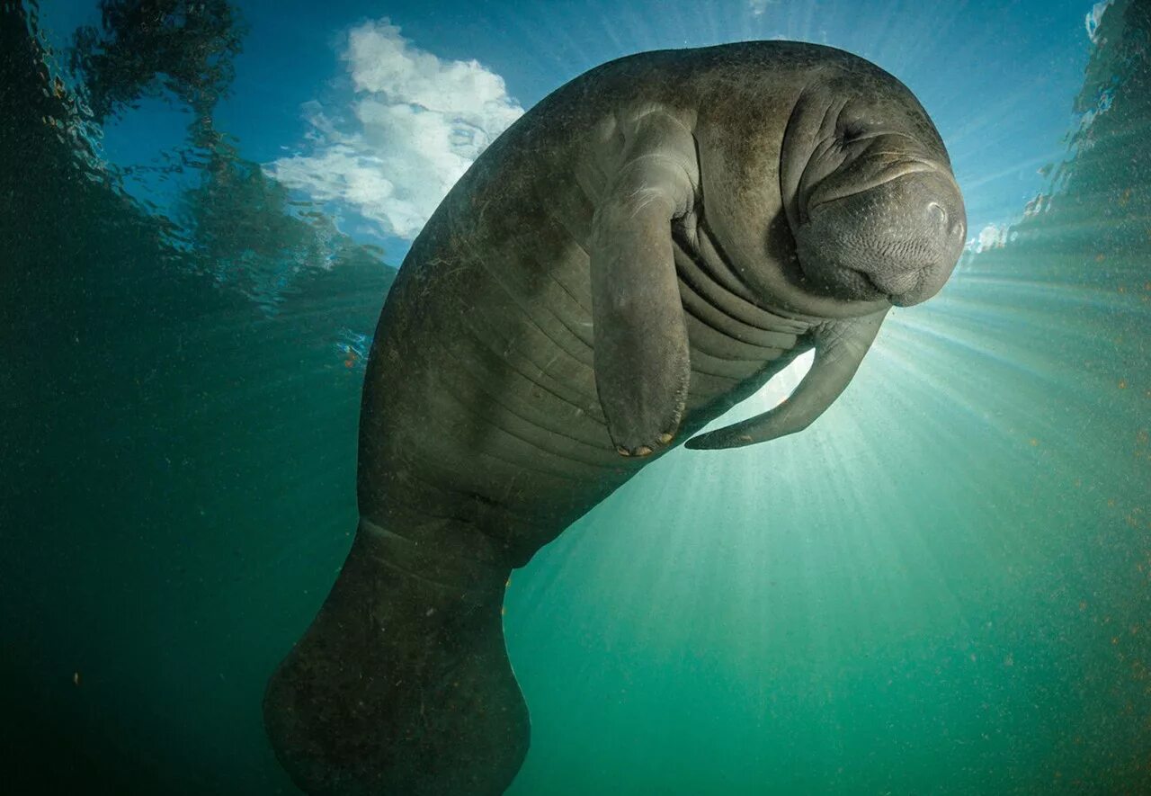 Ламантин морская корова. Ламантин морская корова. Амазонский ламантин. Ламантин морская корова. Амазонский ламантин.