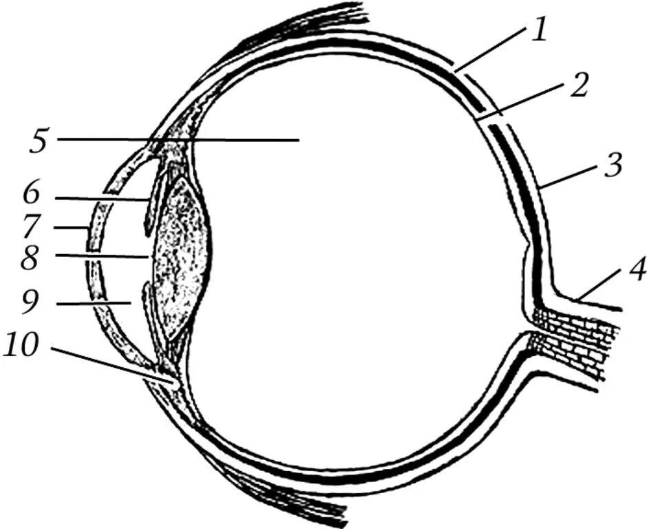 Обозначьте на рисунке строение глаза. Глазное яблоко в сагиттальном разрезе. Схема строения глазного яблока. Строение глазного яблока анатомия схема. Схематическое строение глазного яблока.