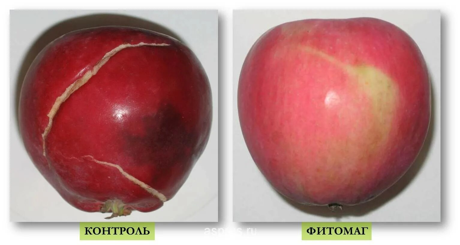 результаты яблока. результаты яблока. партия яблоко результаты выборов. диета 1 яблоко в день. пищевая ценность яблока.
