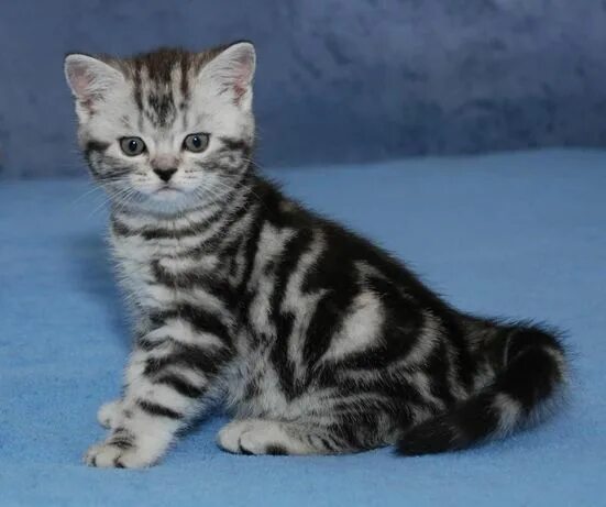Британский мраморный котенок