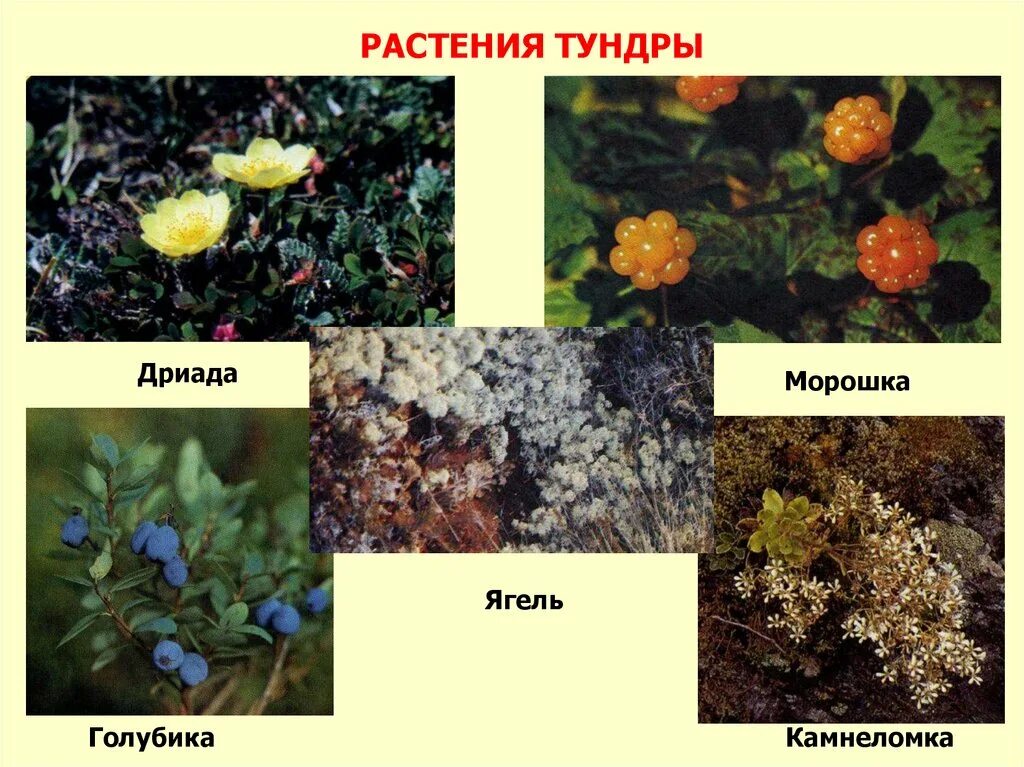 Растения зоны тундры. Морошка на ягеле. Растения тундры в России 8 класс. Растительность тундры Морошка. Растения встречаются в тундре