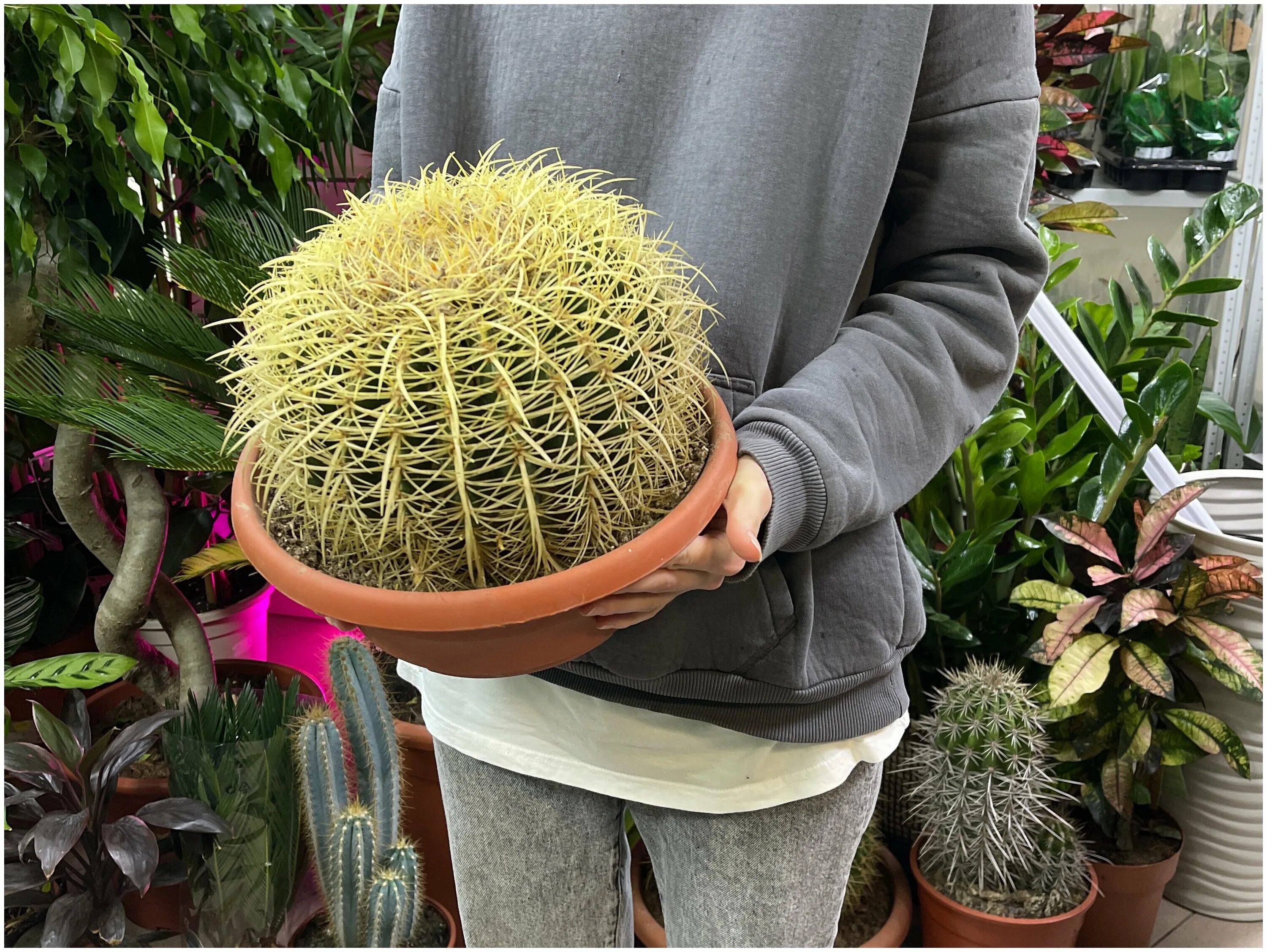 Эхинокактус рейнбоу. Кактус эхинокактус грузони. Эхинокактус рейнбоу. Эхинокактус рейнбоу. Эхинокактус рейнбоу.