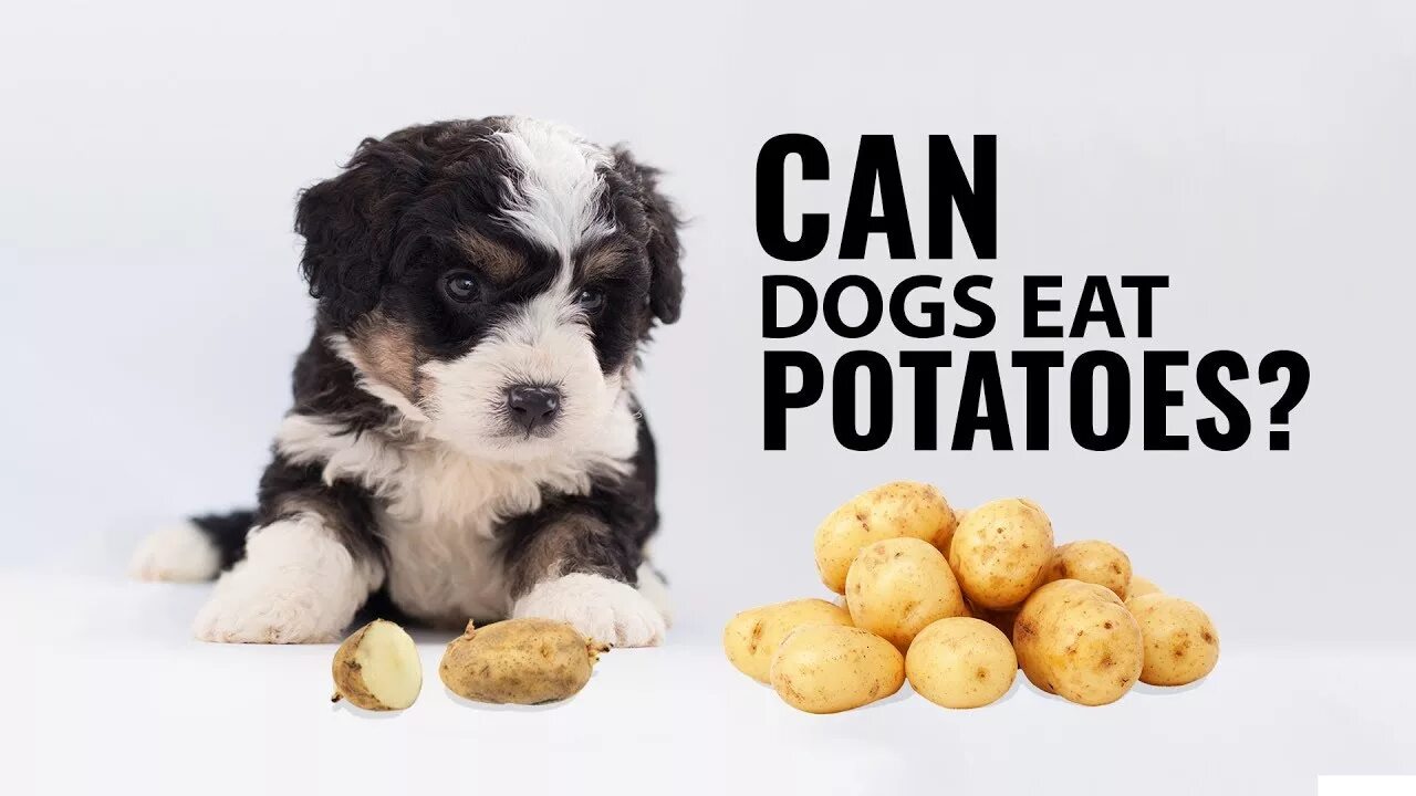 Oh potato cat. Potato dog. Красивые угощения для собаки. Potato dog. Potato dog.