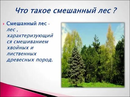 Смешанный лес это кратко