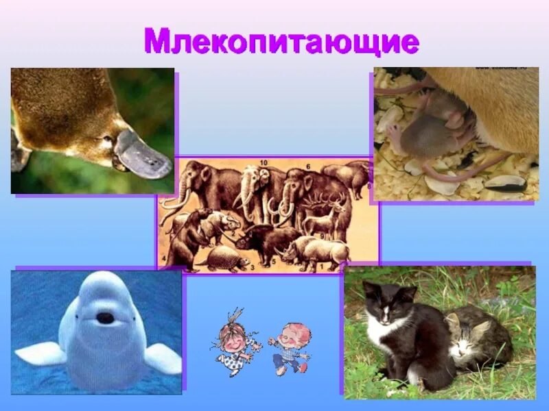 Назови млекопитающих животных. Млекопитающие звери. класс млекопитающие животные. многообразие млекопитающих картинки. окружающий мир млекопитающие.