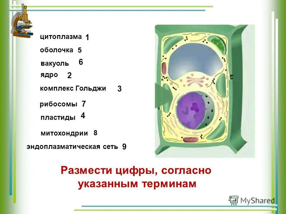 Строение клетки мембрана цитоплазма органоиды ядро. Оболочка цитоплазма ядро вакуоль функции таблица. Строение клетки вакуоль ядро. Что такое ядро вакуоли оболочка и цитоплазма. Наличие вакуолей растительная клетка