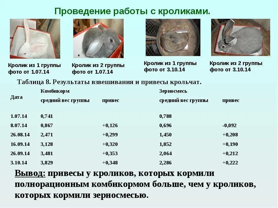 Сколько кормить кролика. Норма кормления кроликов комбикормом. Норма комбикорма для кроликов. Сколько давать комбикорма кроликам. Норма комбикорма для кроликов в сутки на 1.