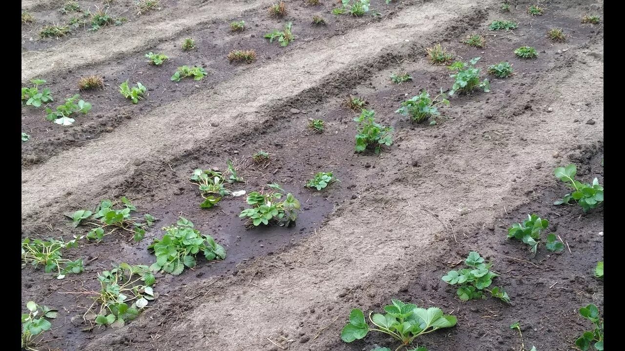 Морковь после клубники можно. Огородная душа. Посадить клубнику после пекинской капусты. После чего можно сажать клубнику.