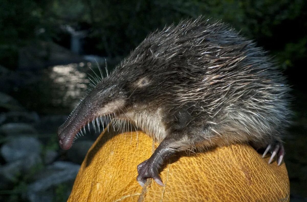 Выхухоль хохуля. Выхухоль болотная. Выхухоль русская (desmana moschata). Выхухоль (desmana moschata). Русская выхухоль брянский лес.