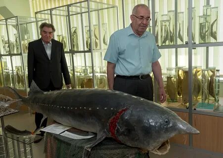 Известно что русский осетр крупная проходная рыба