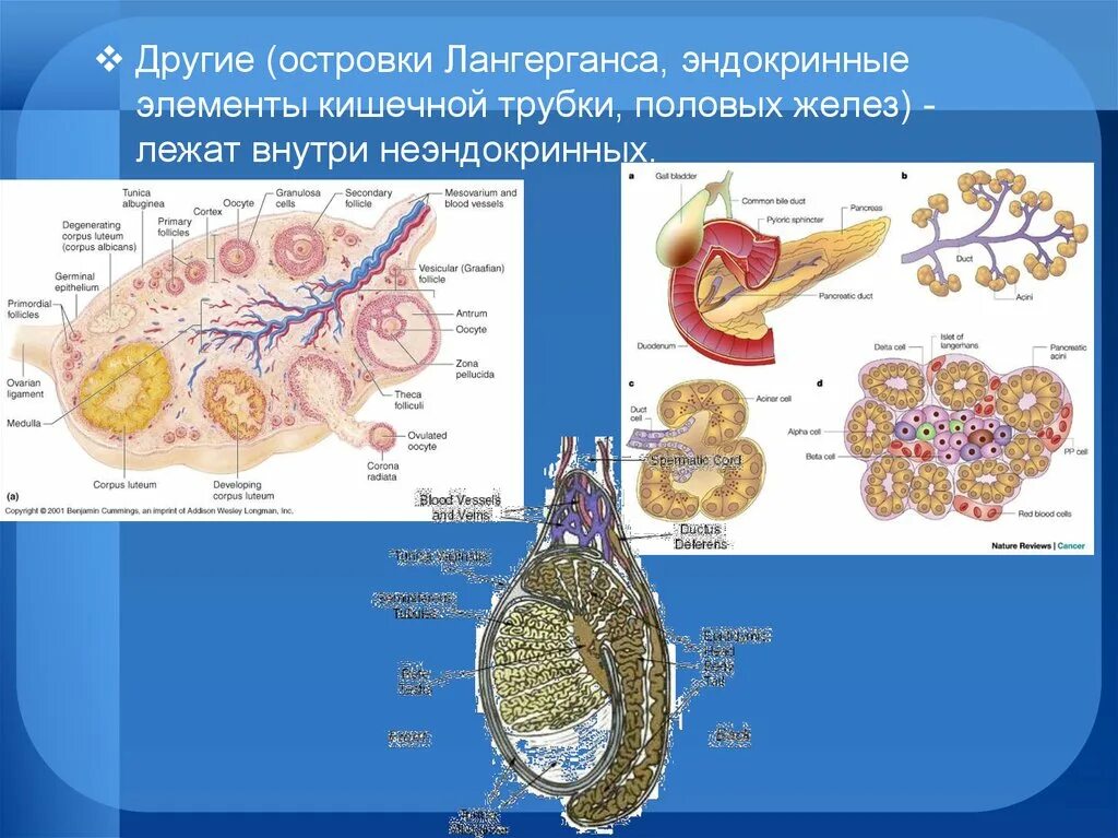 Эндокринные клетки островков лангерганса. Островки Лангерганса. Эндокринный островок Лангерганса. Энтодермальные железы внутренней секреции. Островки Лангерганса поджелудочной железы.