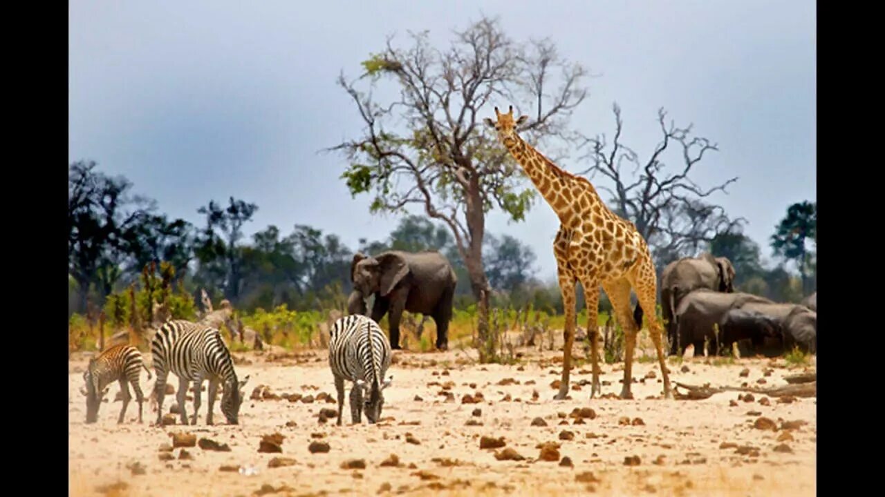 Жуткая саванна зебра. Сафари зимбабве. Парк этоша в африке. Жираф саванны африки. Саванна африки и жирафы.