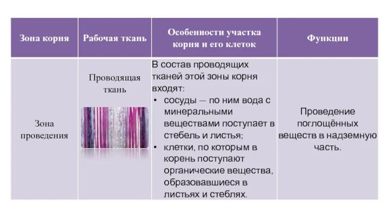 Зоны корня особенности строения и функции. Зоны корня и ткани. Таблица по биологии 6 класс зоны корня. Какими тканями образованы зоны корня.