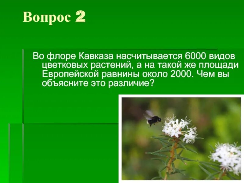 Лекарственные травы для викторины. Вопросы про травы. Вопросы про травы. Вопросы про лекарственные растения. Вопросы про травы.