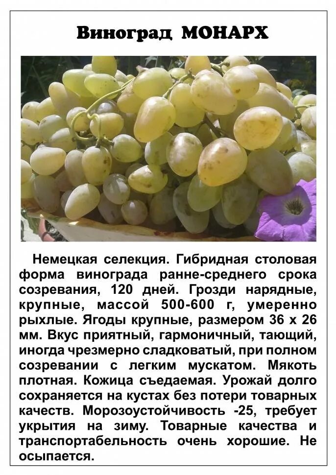 Монарх описание сорта. Виноград монарх. сорт винограда монарх. виноград монарх описание сорта. виноград монарх павловского.