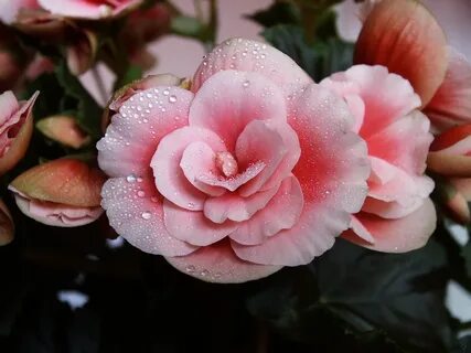Бегония begonia
