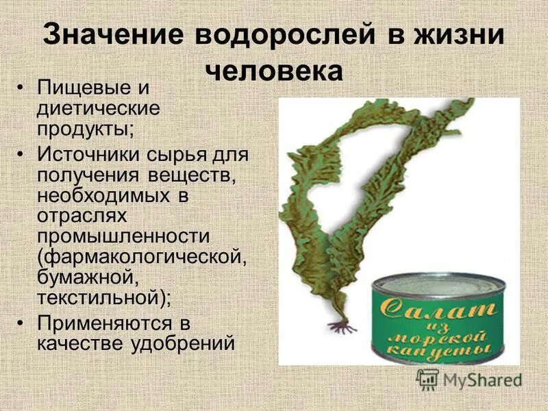 Каково значение бурых водорослей в жизни. Значение водорослей в природе. Водоросли краткая информация. Многоклеточные водоросли. Водоросли в жизни человека.