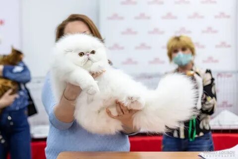 Международная выставка кошек