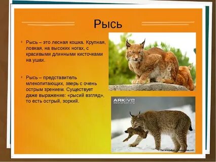Доклад о животном 3 класс окружающий мир