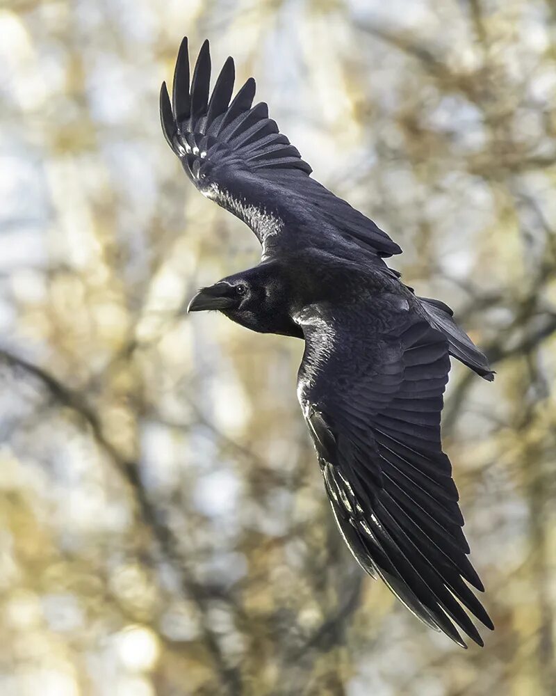 Pin by Jim on Illustrations Crow photography, Crow bird, Animal drawings