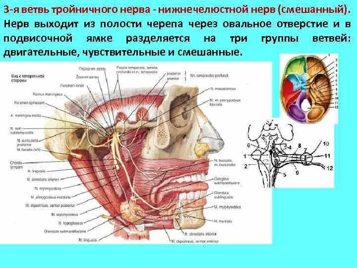 3 Я ветвь тройничного нерва. Менингеальная ветвь тройничного нерва. Ход тройничного нерва в полости черепа. Третья ветвь тройничного нерва выходит.